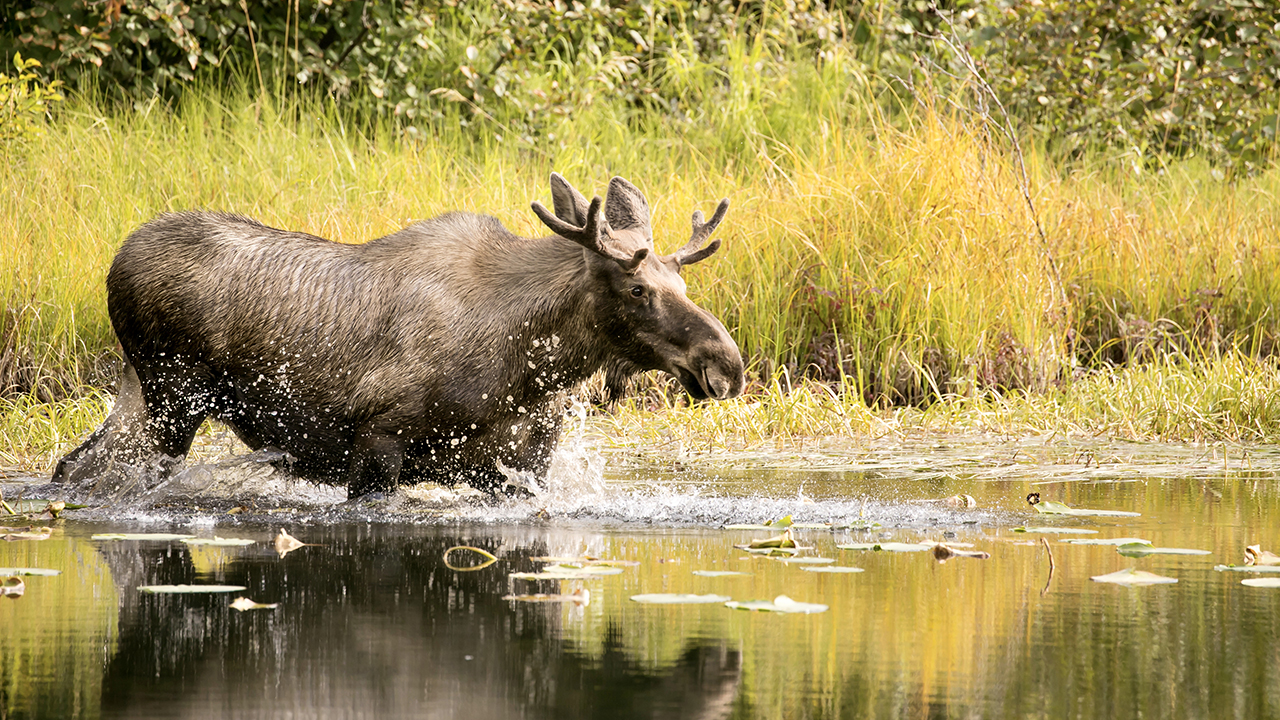 Moose